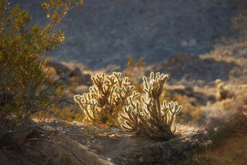 Ganders Cholla Cactus - Cylindropuntia ganderi. Ganders Cholla Cactus (Cylindropuntia ganderi) in the Anza-Borrego Desert in Southern California, USA. © Dhoxax/peopleimages.com
