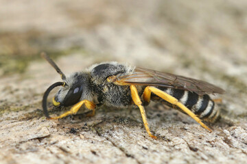 Facial closeup on a male Giant furrow bee, Halictus scabiosae sitting on wood