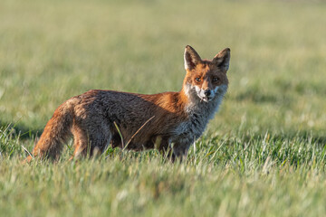 Fuchs im Gras