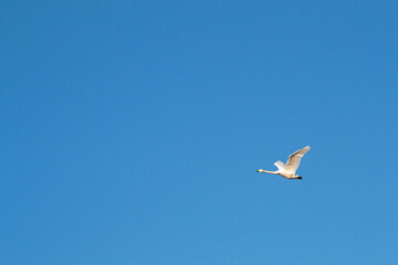 Fototapeta na wymiar Flying swan. Bright clear blue sky. Sunny summer day.