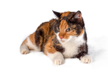 portrait of a cat, png file