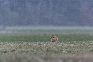 Winterfuchs