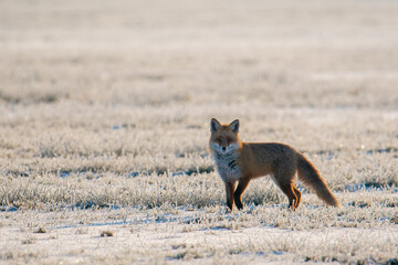Winterfuchs