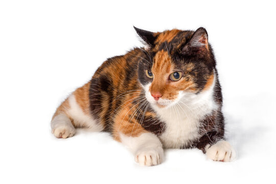 portrait of a cat, png file