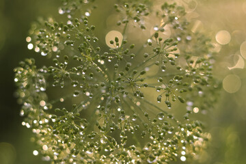 Sunlit flower with dewdrops . Close-up of water droplets on Dill .
Detail shot of crop flower with...