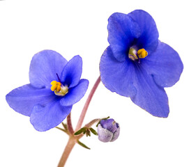 Obraz premium twig of blue flowers on a white background