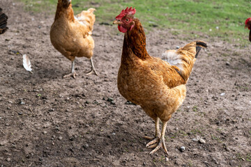 range chicken