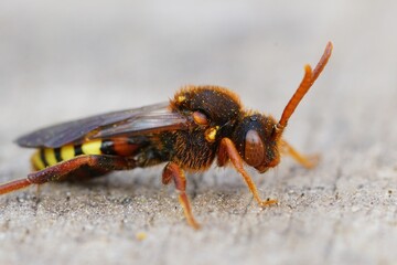 Closeup of a colorful red female Lathbury's nomad bee, Nomada lathburiana a nest parasite of the grey-backed mining bee