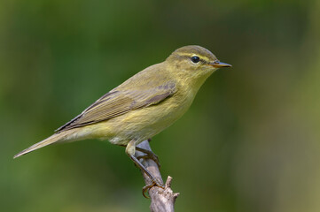 Close shot of Common chiffchaff (Phylloscopus collybita) posing on small dry twig in autumn time with clean green background