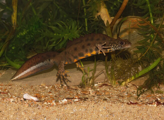 Closeup on a breeding male Italian crested newt, Triturus carnifex underwater