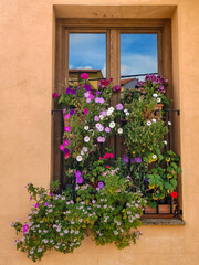 Fototapeta na wymiar Flowers in the window