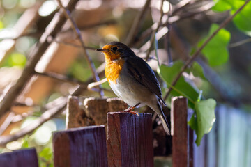 Robin redbreast perched in shade on wooden fence with bokeh effects and sun shining through branches.  Bird looking up toward light. Dublin, Ireland
