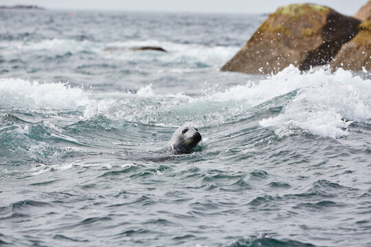 Isles of Scilly, United Kingdom - grey seal in the sea looking towards camera. rocks in the background