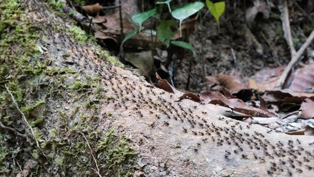 Tripod closeup shot of worker termites forming a highway in the forest. Thailand.