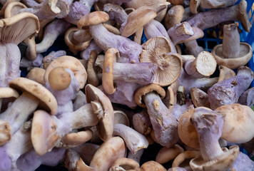 Market stall at Borough Market, partially covered urban market in Southwark, east London. Wild mushrooms in the foreground.