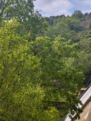 Trees in the mountains