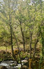 Obraz premium River in nature