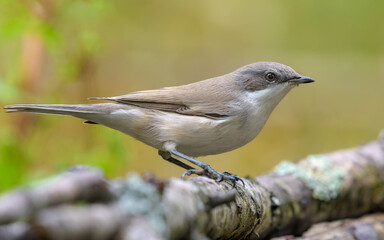 Tjight shot of Lesser whitethroat (Curruca curruca) perched on fallen branch in summer season 