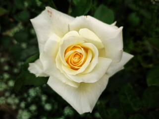 white rose