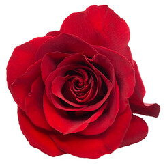A single red rose on transparent background