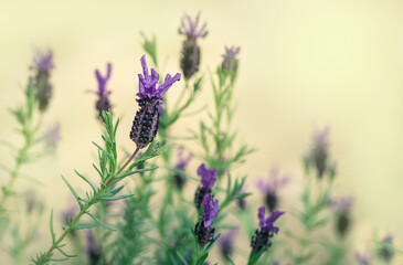 Close-up of a lavender flower in the meadow on a cream colored background. Lavender flowers in defocused background. Species from the Mediterranean basin.