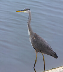 Young Grey Heron (Ardea cinerea) stands in shallow water pond at late summer