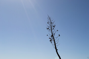 plant tree silhouette against blue sky 