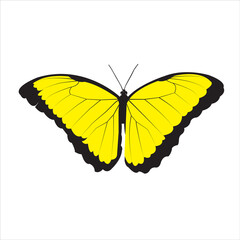 butterfly isolated on white
