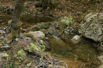 small stream in a valley with trees and large stones
