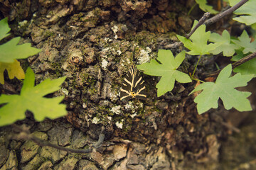 detail of a butterfly from a valley of butterflies in Rhodes island