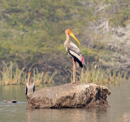Painted Stork
