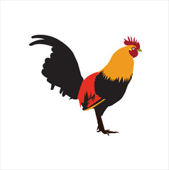 rooster isolated on white background