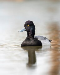 Lesser Scaup