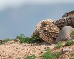 Fototapeta na wymiar Burrowing Owl