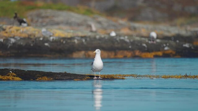 A seagull perched on the algae-covered rocks 