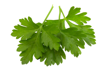 Parsley leaves isolated on white background. Fresh herbs seasoning for food close-up.