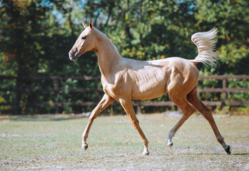Young beautiful horse of isabella color. Akhal-Teke horse trots