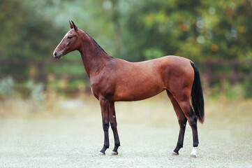 Conformation of bay akhal-teke filly. The horse stands in full growth