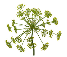 Dill flower isolated on white background, transparent in PNG format