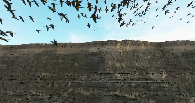 Hundreds of loros barranqueros (patagonian parrots) flying above the cliffs. El Condor, Patagonia Argentina