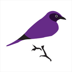 blue bird on a branch