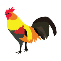 rooster isolated on white