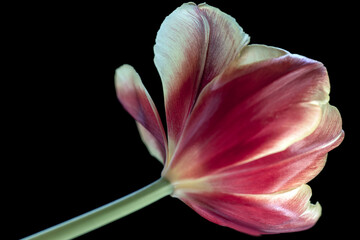 Fototapeta na wymiar pink tulip isolated on black, nacka,sweden, sverige, stockholm