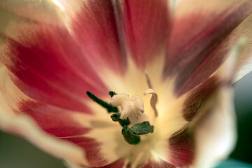 tulip close up, nacka,sweden, sverige, stockholm