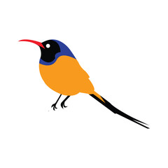 kingfisher on a branch