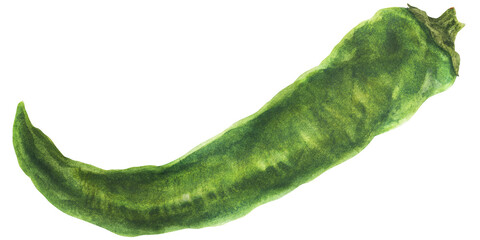 Green hot chili pepper, watercolor