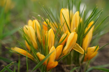 Yellow crocuses in sunlight in the grass. Spring flowers - yellow crocuses bloom in the park in April. Crocuses are a genus of flowering plants in the iris family
