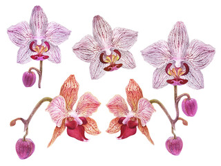 Watercolor Moth Orchid Phalaenopsis