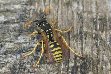 Closeup on a yellow and black European Paper Wasp, Polistes dominula