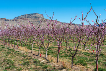 Blooming orchards in western Colorado's Fruit and Wine Country in April